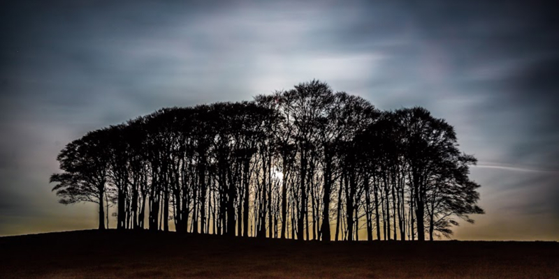 The “Nearly There” or the “Nearly Home” Trees?