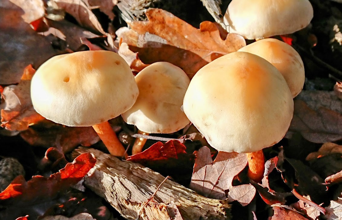 Autumn toadstools in the Barrage de Mialet, Dordogne