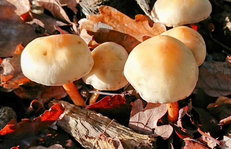 Autumn toadstools in the Barrage de Mialet, Dordogne