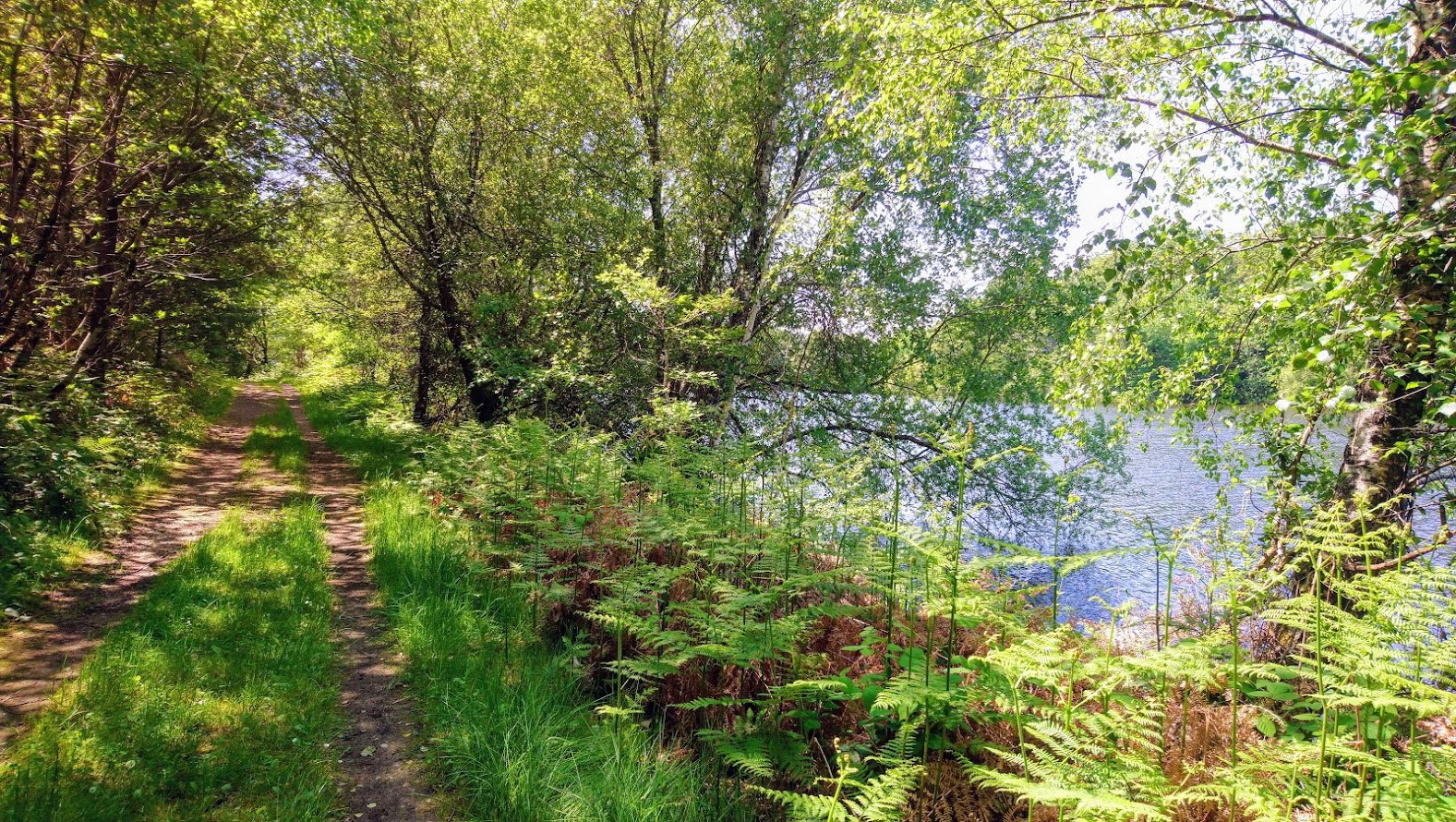 Walking through the woods by the Barrage de Mialet