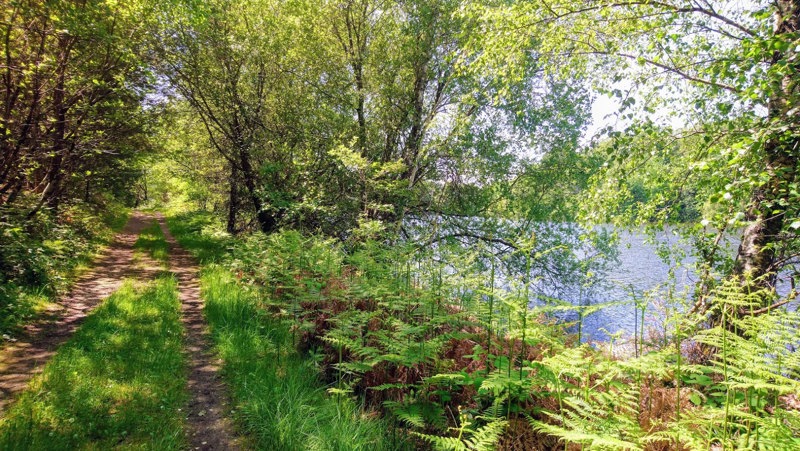 Walking through the woods by the Barrage de Mialet