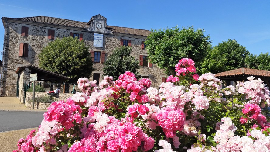 A large mid and lihht pink rose bush in front of the old stone built school in Mialet with a clock at the top 