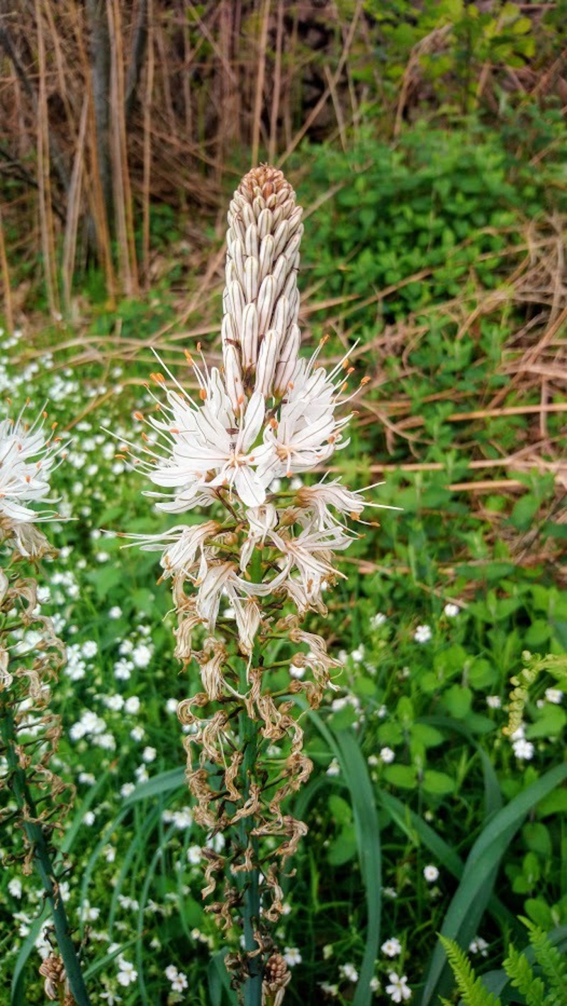 Asphodel found on a woodland walk in Mialet - just 15 minutes' walk from Beaux Souvenirs
