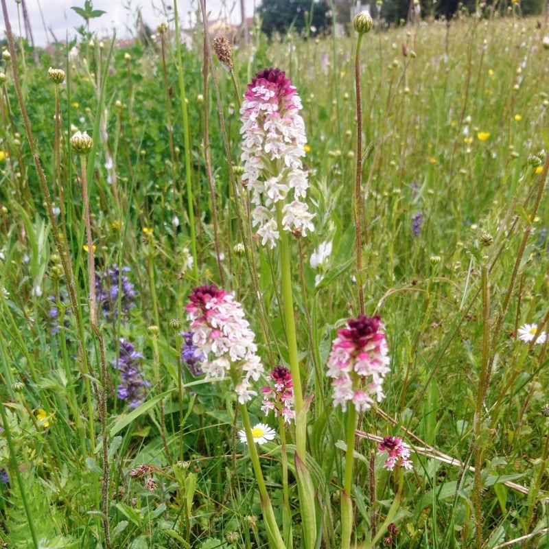Burnt Tip orchids flourish in North Dordogne - bring a field guide to spot multiple species