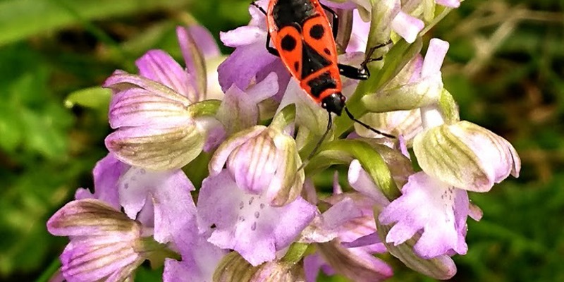 Spring in North Dordogne: Why April & May Are Underrated Gems