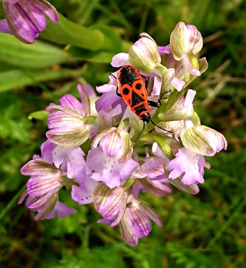 Spring in North Dordogne: Why April & May Are Underrated Gems