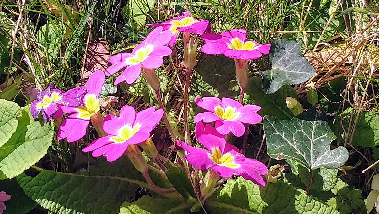 Pink primroses in spring in Mialet, Dordogne