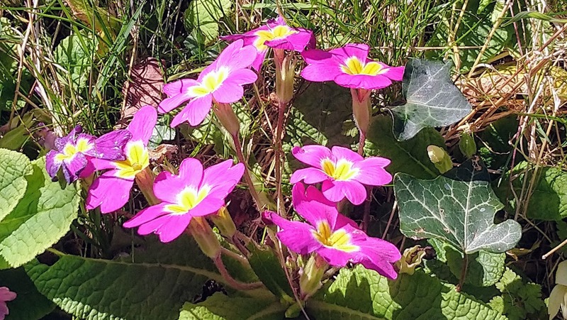 Pink primroses in spring in Mialet, Dordogne