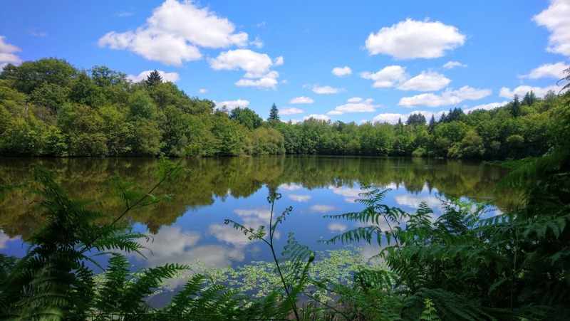 A lakeside view with trees reflecting in the Barrage de Mialet