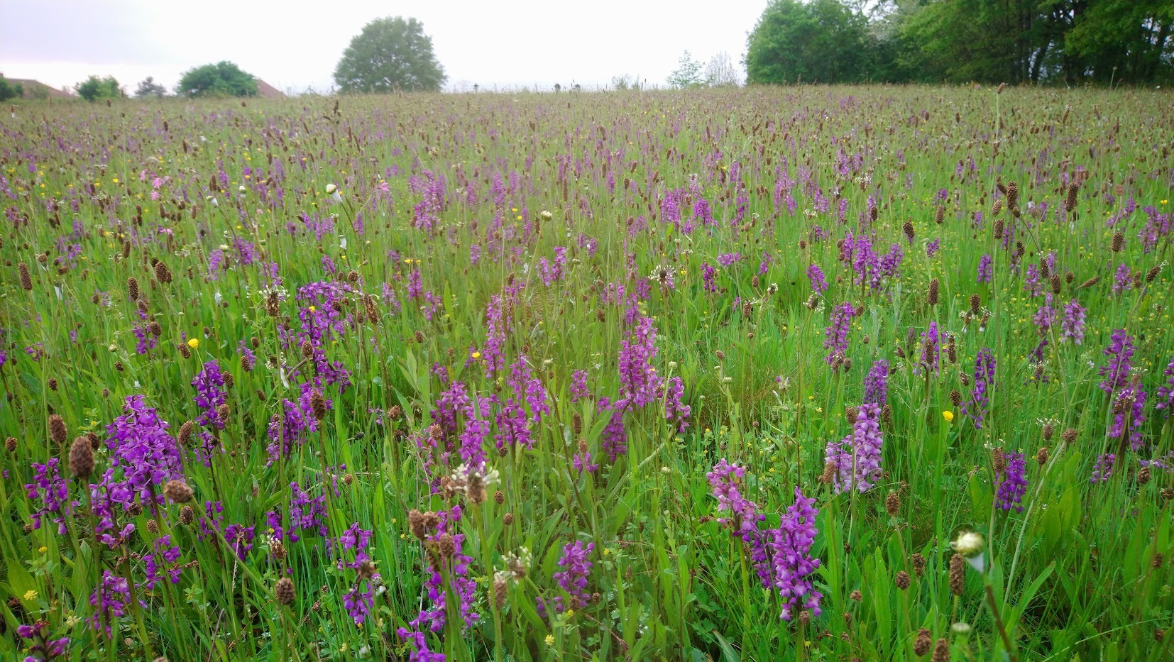 Field of Spring Orchids in Miallet close to Beaux Souvenirs