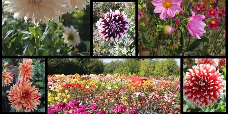 Coutances' Annual Dahlia Festival