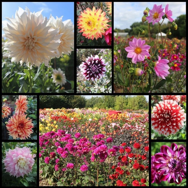 Coutances' Annual Dahlia Festival