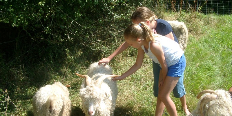 Goat and Alpaca Farm in La Baleine