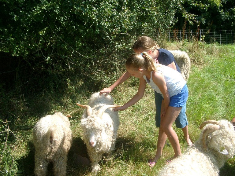 Goat and Alpaca Farm in La Baleine