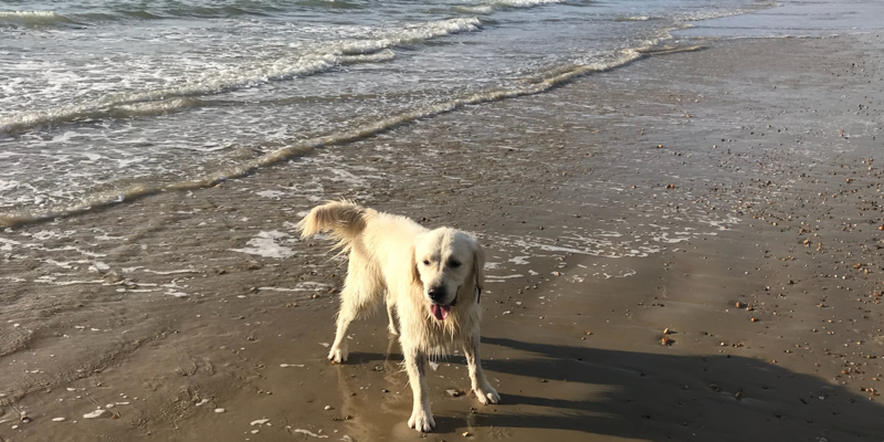 Dog Friendly Portsmouth: Your Complete Guide to Visiting with Your Dog