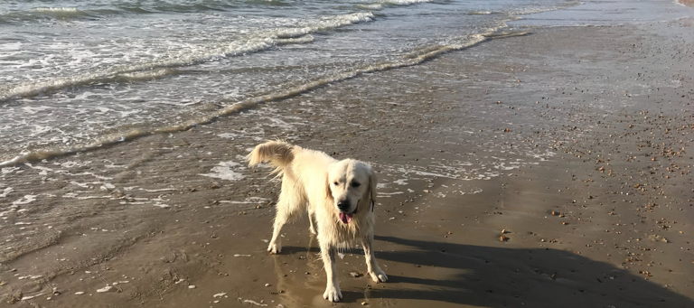 Dog Friendly Portsmouth: Your Complete Guide to Visiting with Your Dog