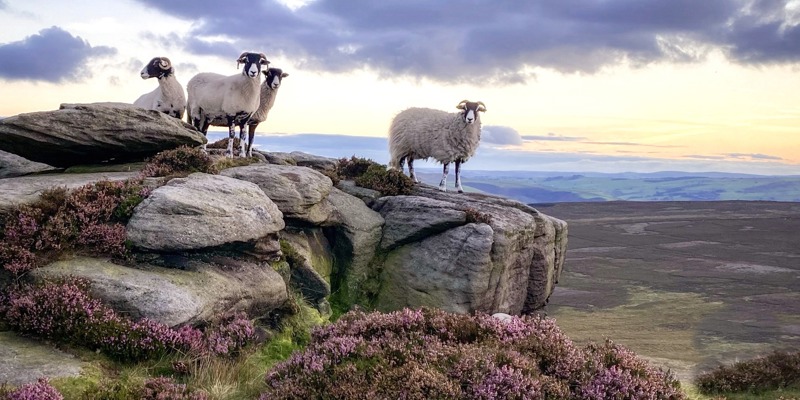 Why There Are Sheep Everywhere at Walker Peak Cottages?