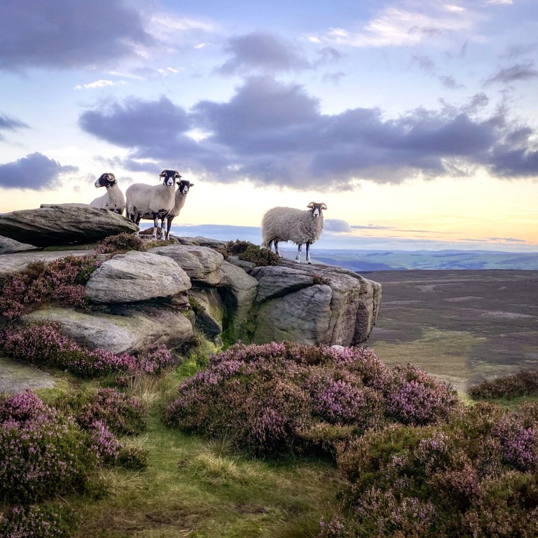Why There Are Sheep Everywhere at Walker Peak Cottages?