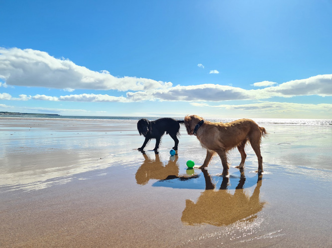 dogs on a sandy beach