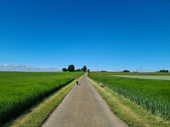 dog walking in between green fields
