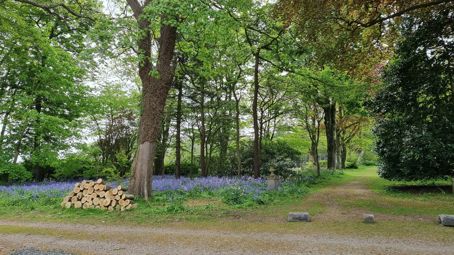 woodland views with purple flowers and trees