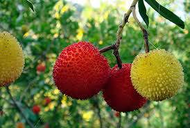 Medronho berries