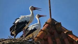 Storks