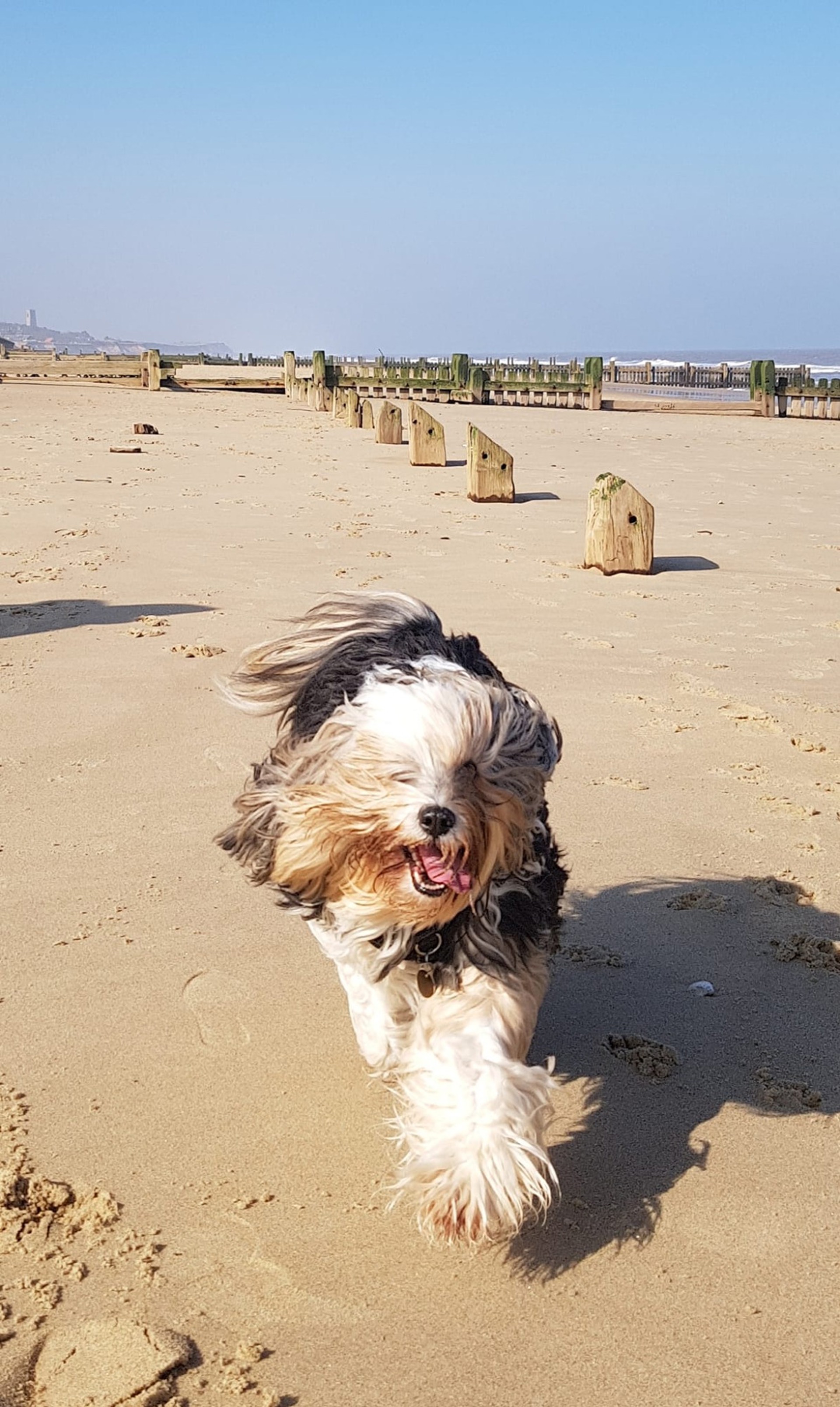 Dog Friendly Cottage at East Ruston in North East Norfolk