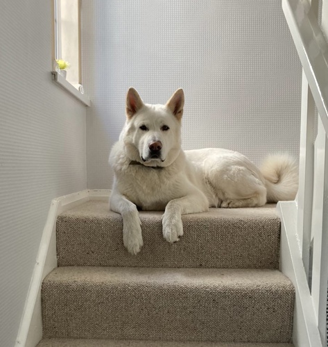 Image of dog on stairs at Moulton View Holiday Cottage