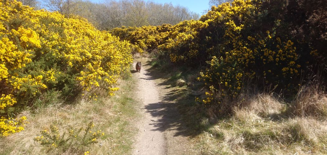 Ardersier Common, perfect for exploring with your dog