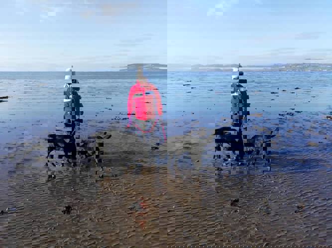 two labradors out for a morning walk along the shore in winter