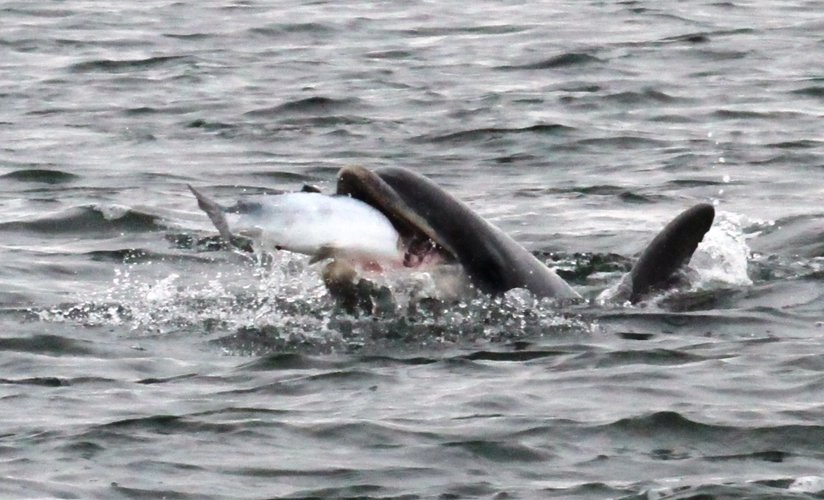 bottllenose dolphin enjoying a tasty salmon
