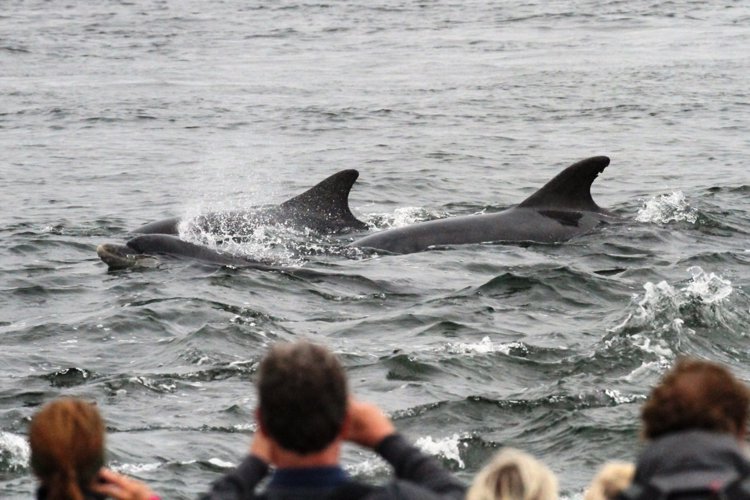 Bottlenose dolphins watched from the shore at Chanonry Point