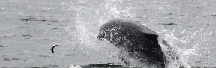 bottlenose dolphin fishing