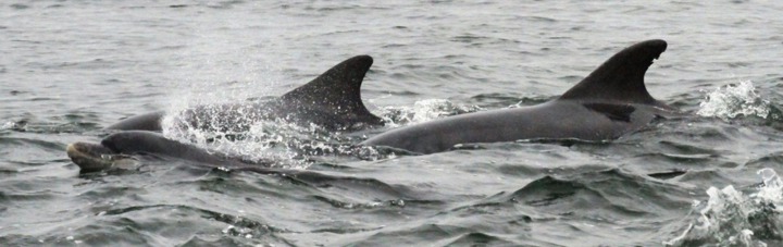 Bottlenose dolphins in the Moray Firth