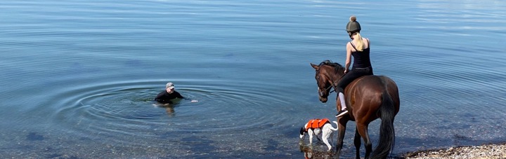A horse and a swimmer in Ardersier Bay