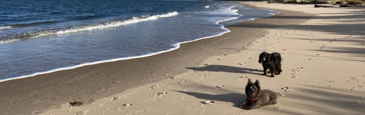 two dogs on Nairn Beach