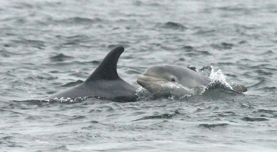 bottlenose dolphin and calf