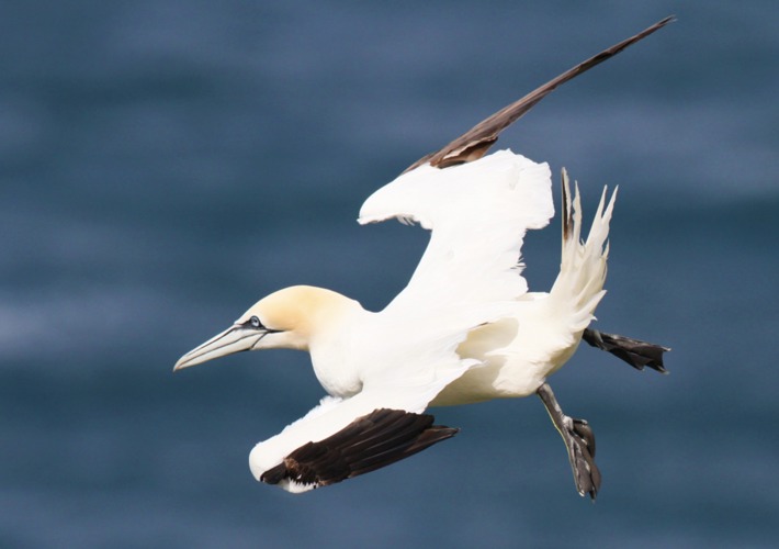 Gannets can often be seen diving into the Moray Firth