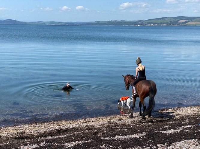 Summer at Ardersier Bay with horse and swimmer