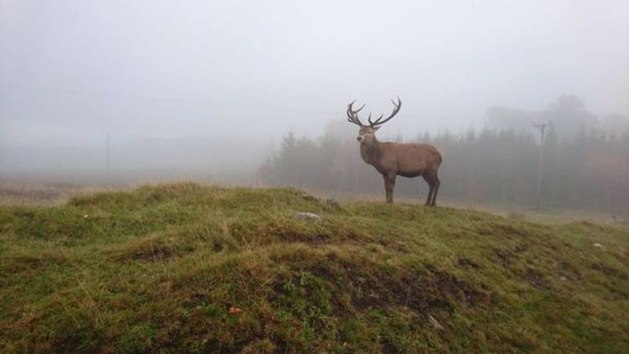 posing deer stag
