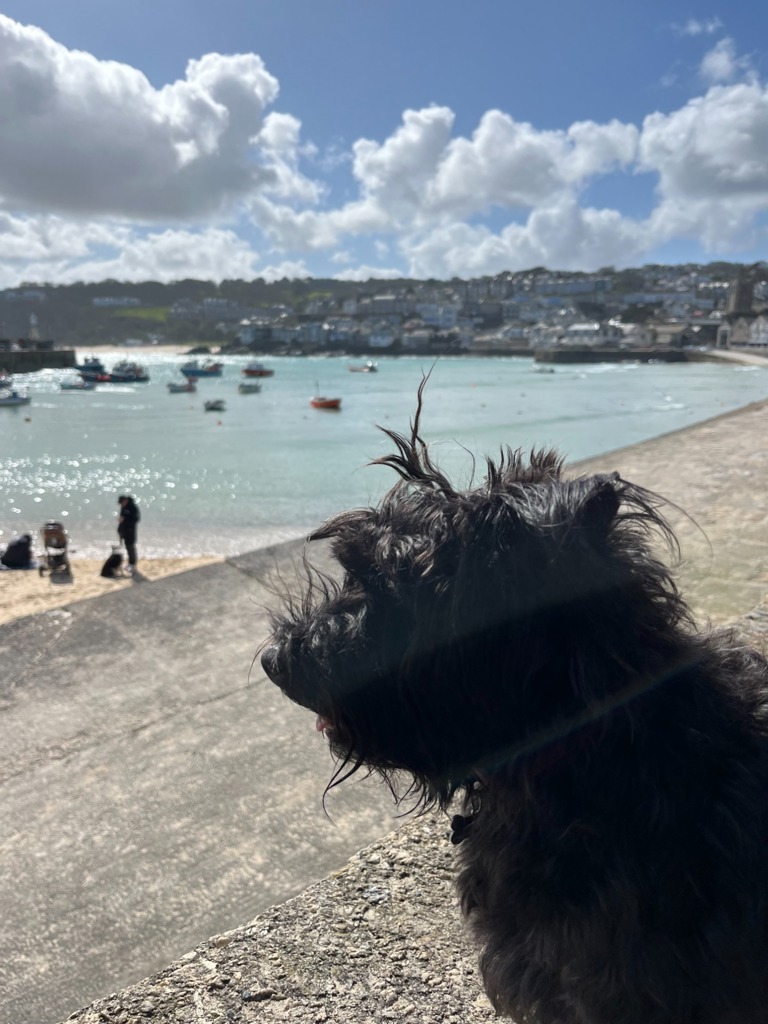 A Dog Lover's Guide to St Ives, Cornwall