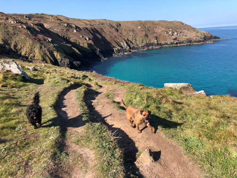St-Ives-Coastal-dog-walk.jpeg
