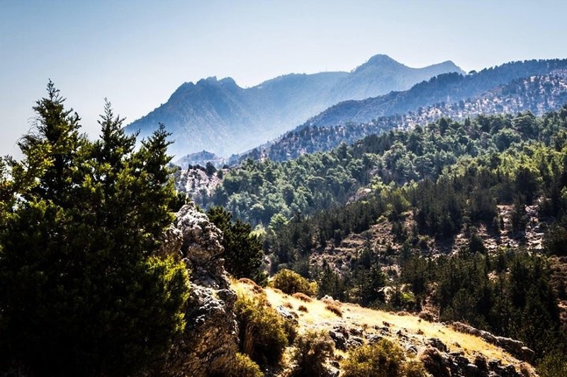 Forest scenery on the North Cyprus jeep safari