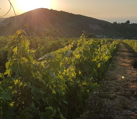 Vineyard and countryside views in Northern Cyprus