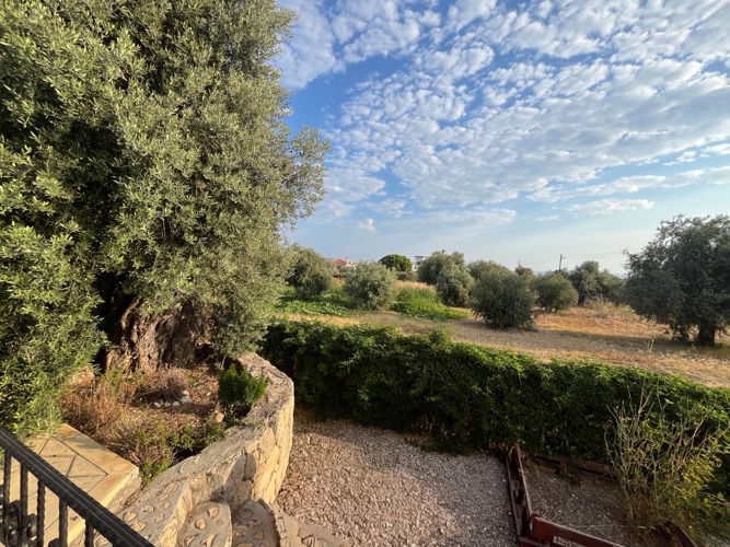 Olive groves beside Villa Zeytin in Karşıyaka