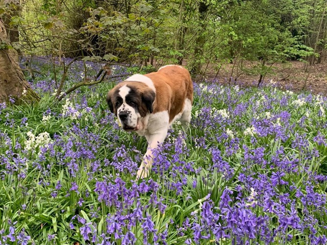 Dog friendly walks forest lakes river sea shore bluebells snowdrops milly