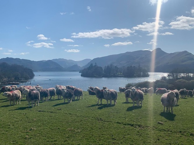 Derwentwater Catbells Scenery Lake District Sheep summer day