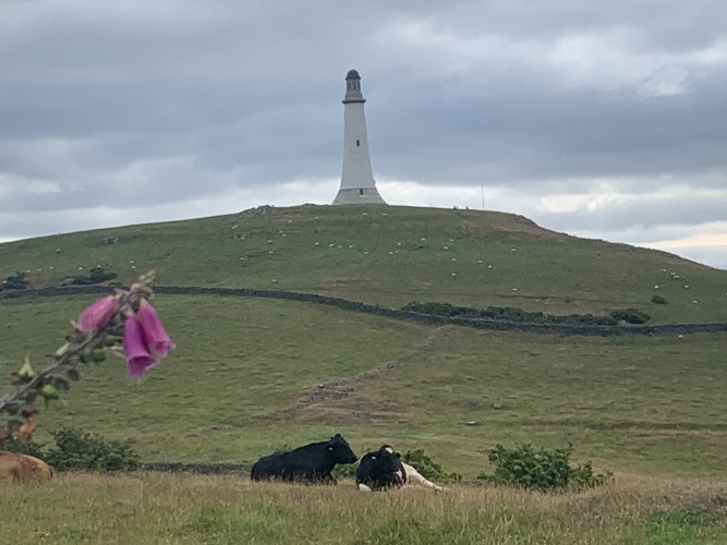 Hoad Monument Ulverston hill lighthouse cows foxglove scenery