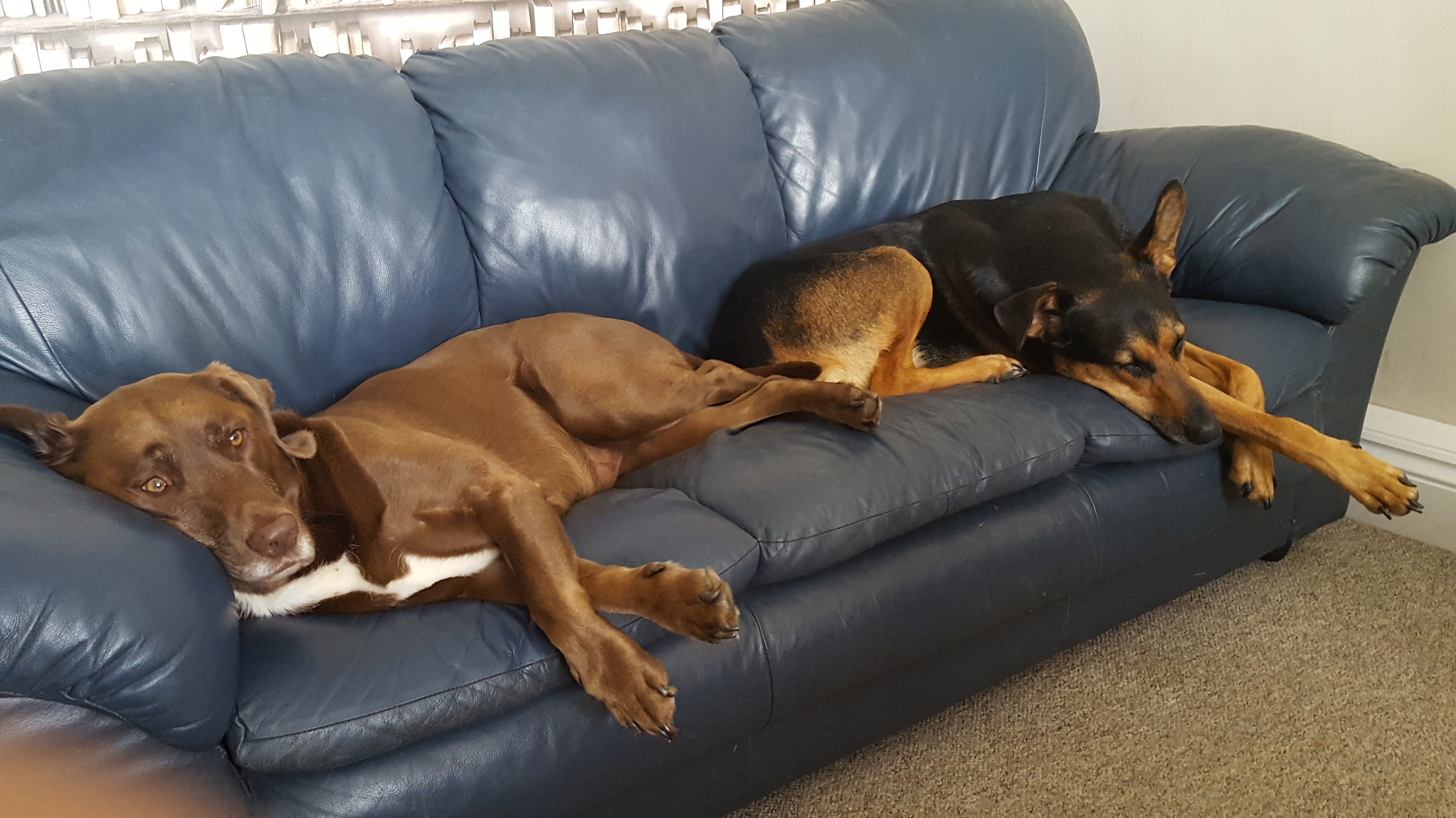 Jackson dog clearance sofa